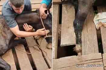 Égua é resgatada após ficar presa em ponte de madeira em Angatuba - g1.globo.com