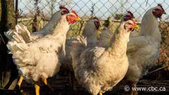 Poultry farmers asked to keep birds indoors after deadly bird flu detected