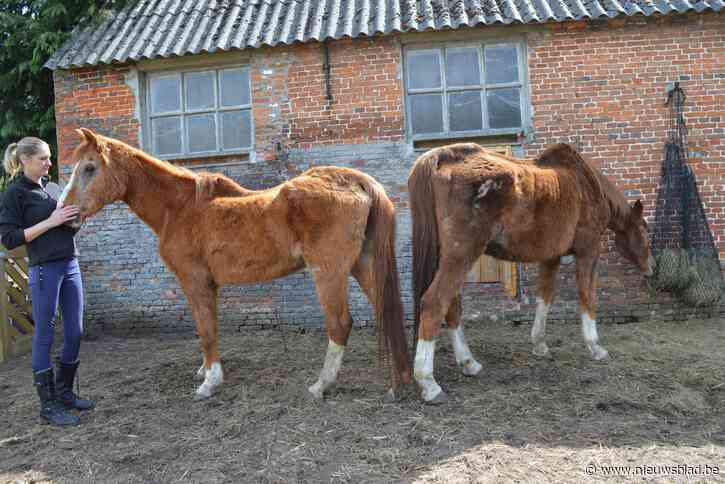 Zwaar verwaarloosde paarden die in file busongeval vastzaten na redding direct in het hooi gevlogen