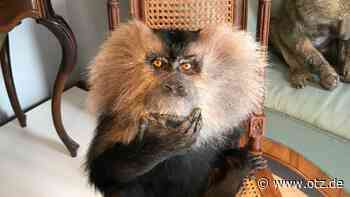 Renthendorfer Museum „Brehms Welt“ nominiert als Weltkulturerbe