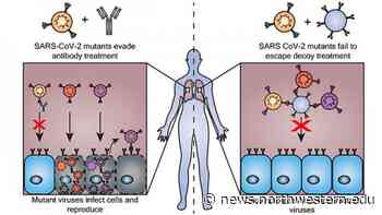 Decoy particles trick coronavirus as it evolves - Northwestern Now