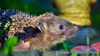 Mähroboter – die tödliche Gefahr für Igel