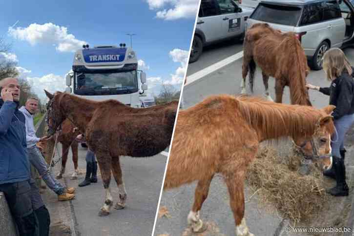 Zwaar verwaarloosde paarden die in file busongeval vastzaten stellen het goed: “Ze doen niks dan hooi eten”