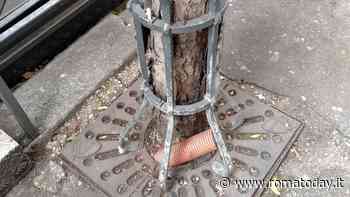 Alberi soffocati dalle griglie di ghisa: “Li segnaliamo ma nessuno le rimuove”