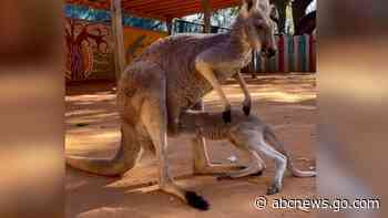 WATCH:  Baby kangaroo struggles to get into mom’s pouch