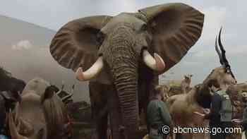 WATCH:  Spain seizes one of Europe's biggest taxidermy hauls