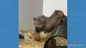 WATCH:  Fox cubs play around in wildlife sanctuary