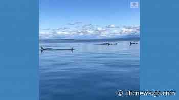 WATCH:  Record number of orcas spotted in Salish Sea