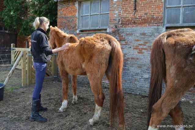 Zwaar verwaarloosde paarden die in file busongeval vastzaten stellen het goed: “Ze doen niks anders dan hooi eten”