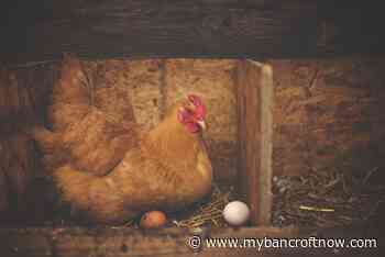 Health Unit warns against handling wild birds as avian flu arrives in region