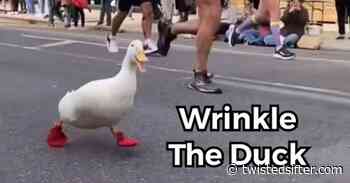 A Duck Named Wrinkle Ran the New York City Marathon - Twisted Sifter