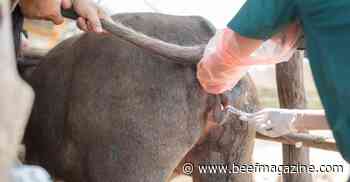 Trich confirmed in Utah beef herd