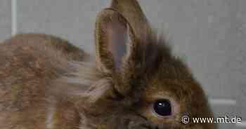 Tier der Woche: Rebekkah ist ein neugieriges Kaninchen - Mindener Tageblatt