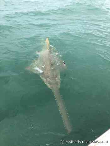 A man visiting Florida wanted to catch a shark. Instead, he caught something rarer