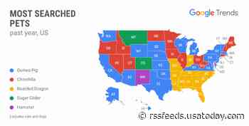 Guinea pigs, hamsters and more: What's your state's most popular pet (besides cats and dogs)?