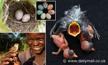How cuckoos make their eggs look like those of other birds to trick them into raising their young