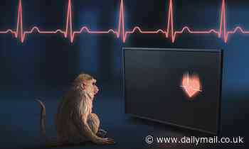 Rhesus monkeys 'can perceive their own heartbeats'