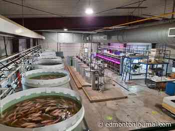 Big fish to fry: Alberta’s aquaculture industry is making strides