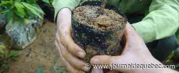 Pour planter des arbres contre le réchauffement climatique, il suffit de le demander à Alexa