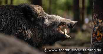 Zweibrücken und Saarbrücken: Wildschwein leidet tagelang in Drahtseil-Falle – Polizei ermittelt nach Wilderei - Saarbrücker Zeitung