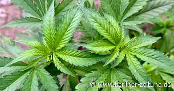 Berlin: Pärchen streitet sich lautstark, Polizei entdeckt Cannabis-Plantage - Berliner Zeitung