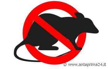 Centro storico di Benevento, da domani derattizzazione straordinaria - anteprima24.it