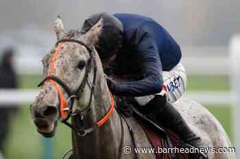 Snow Leopardess on the prowl in National - Barrhead News