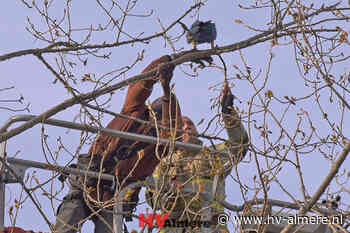 Brandweer haalt samen met eigenaar papegaai uit boom - HV-Almere