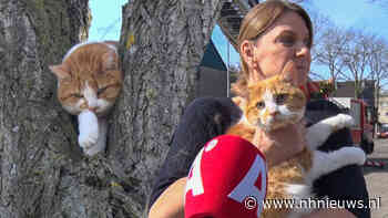 Kat Sjaak zit hele nacht vast in boom: "Hij zit helemaal te bibberen" - NH Nieuws