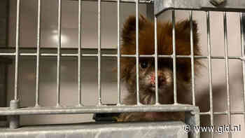 In het water, aan een boom of in de container: ook deze dieren werden gedumpt - Omroep Gelderland