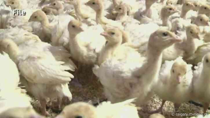 Bird flu found at 3 more poultry flocks in central Alberta