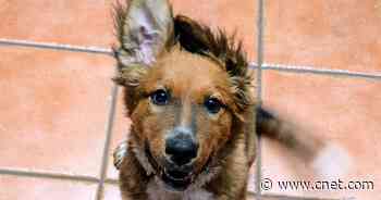 These Adorable NASA Pets All Have Astrophysics-Inspired Names     - CNET