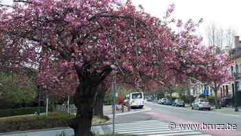Honderdtal handtekeningen om zieke Japanse kerselaar in Schaarbeek te redden - BRUZZ
