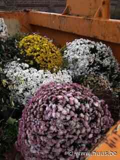 Chrysanten te vroeg verwijderd van het kerkhof in Brakel - NUUS