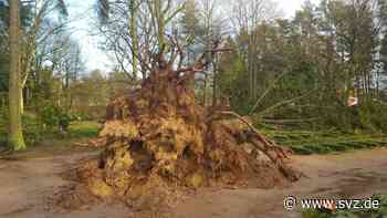 Sturmfolgen in Parchim: Orkan schmeißt 15 große Bäume auf dem Friedhof um - svz – Schweriner Volkszeitung