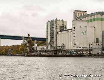 HaGe Kiel: Konzerntochter verzockt Millionen Euro im Rapshandel - agrarheute.com