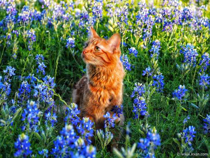 YOUR PHOTOS: Pets enjoy bluebonnet season in Central Texas