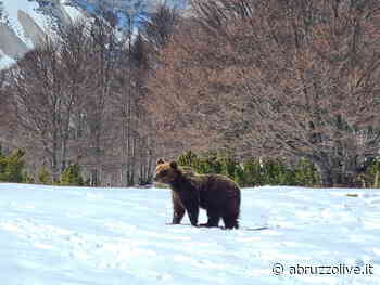 Eccolo: Juan Carrito è tornato a Roccaraso, erba e formiche come cibo? Ma anche no… - AbruzzoLive