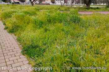 "Parco della Solidarietà, l'erba va tagliata e raccolta regolarmente!" - Tuscia Web