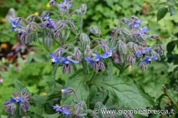 Fiorisce la borragine, l'erba primaverile tutta da gustare - Giornale di Brescia