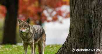 Hamilton Conservation authority warning residents in Eramosa Karst area of roaming coyote - Global News