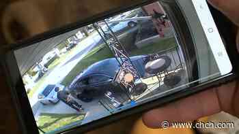 A Hamilton family says a pizza delivery man was caught on camera stealing their cat - CHCH News