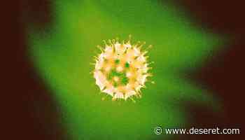 Omicron vs. delta COVID symptoms: The biggest difference, revealed - Deseret News