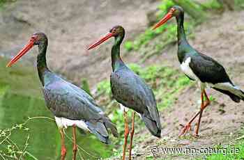 Kronach - Frankenwald soll Vogelschutzgebiet werden - Neue Presse Coburg