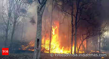 Uttarakhand: 37 forest fire incidents in Uttarkashi since March; 17 ha green cover gutted - Times of India