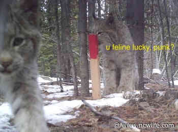 Lynx kittens find fascination with a wooden stake in Okanogan County forest - NCWLIFE News