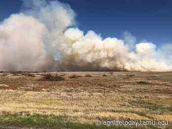 Texas A&M Forest Service warns of possible wildfire outbreak April 12 - AgriLife Today