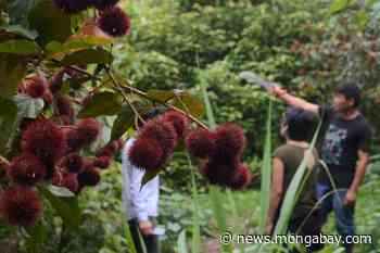 Ecuador's Pastaza province, Indigenous groups collaborate on forest conservation - Mongabay.com