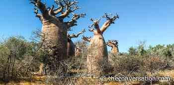 Discovering the forest wonders of Africa -- and the threats they face - The Conversation Indonesia