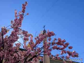Saronno, ultima fioritura rosa in piazzetta della Croce: presto i prunus saranno sostituiti da ligustri - ilSaronno